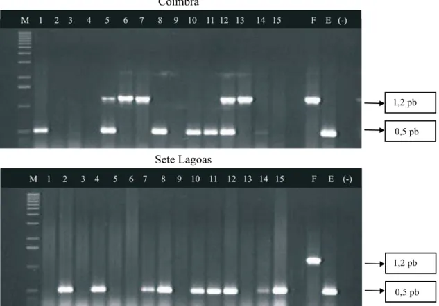 Figura 1. Resultados de PCR multiplex para a detecção de fitoplasma e espiroplasma, agentes causais dos enfezamentos vermelho e pálido, respectivamente, em Coimbra, MG, e Sete Lagoas, MG; M: marcador; F: fitoplasma; E: espiroplasma e (-) controle negativo