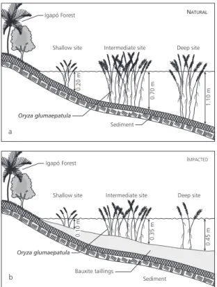 Fig. 1 — Horizontal distribution of Oryza glumaepatula at the sampling sites in natural (a) and impacted (b) areas.
