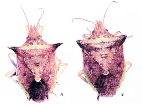 Fig. 3 — Shoulder spine morphs of Dichelops melacanthus observed under 13 and 14 hL (A) and 11 and 12 hL (B) of photophase.