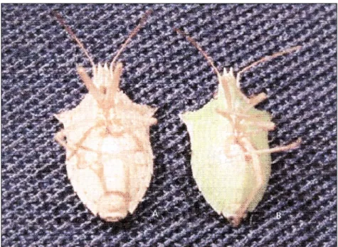 Fig. 4 — Abdominal coloration of Dichelops melacanthus: A = grayish-brown (adults kept under 11 hL)