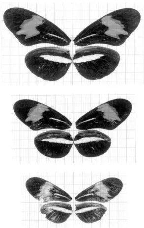 Fig. 1 — Variation in H. erato phyllis forewing length. Large squares = 0.5 cm.