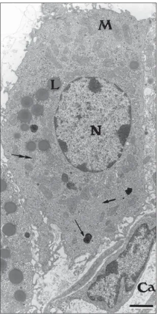 Fig. 1 — An electron micrograph of a sham-control mouse Leydig cell in close association with a blood capillary (Ca)