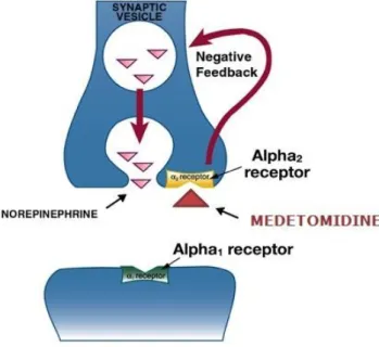 Figure 2: Medetomidine action in the α 2 -receptors ─ The stimulation of the α 2 -receptors, results in an inhibition of the  opening of synaptic vesicle and the release of neurotransmitters such as norepinephrine