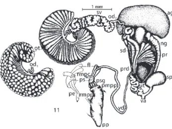 Fig. 11 — Plesiophysa ornata: Reproductive system. (ag – albumen gland; fl – flagellum; ng – nidamental gland; od 1  – proximal ovispermiduct; od 2  – distal ovispermiduct; ot – ovotestis; ov – oviduct; pe – penis; pmpp – protractor muscle of prepuce;
