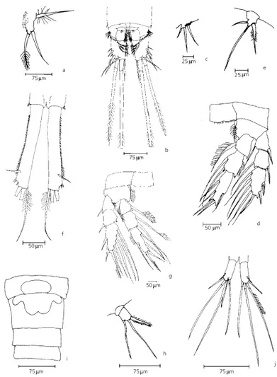 Fig. 2 — a-c) Ectocyclops rubescens  (female): a) P5; b) caudal rami, male: c) P6; d-f) Eucyclops solitarius (female): d) P4; e) P5; f) caudal rami; g-j) Homocyclops ater (female): g) P4; h) P5; i) seminal receptacle and abdominal segments; j) caudal rami.