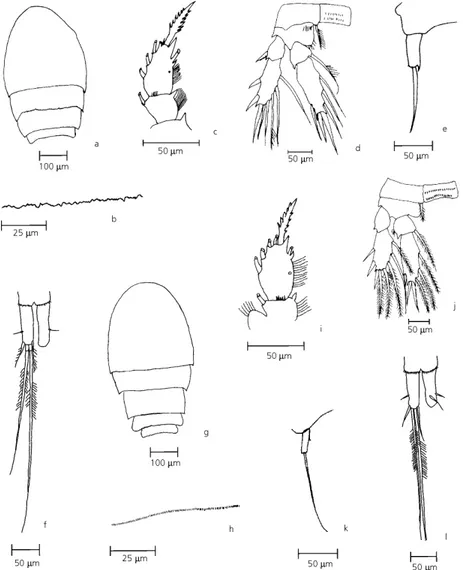 Fig. 5 — a-f) Microcyclops anceps anceps (female): a) dorsal view of prosomal somites; b) detail of posterior border of second prosomal somite; c) frontal view of terminal segment of P1 endopod; d) P4; e) P5; f) caudal rami and setae; g-l) Microcyclops fin