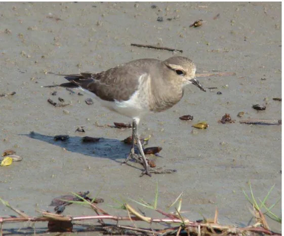 Figure 1.  Non-breeding individual of Rufous-chested Dotterel photographed at Rio Una Estuary located in  Juréia-Itatins Ecological Reserve, south coast of state of São Paulo