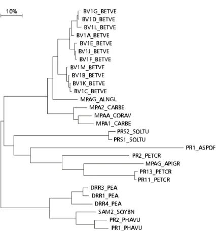 Fig. 7 — Phylogenetic tree of the PR10 proteins.