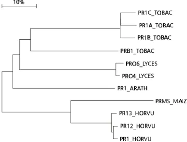 Fig. 1 — Phylogenetic tree of the PR1 proteins.