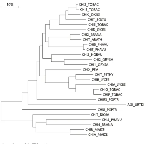 Fig. 3 — Phylogenetic tree of the PR3 proteins.