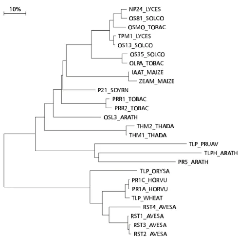 Fig. 5 — Phylogenetic tree of the PR5 proteins.