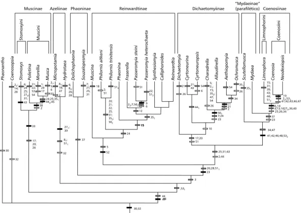 Fig ig ig ig ig. 1 — . 1 — . 1 — . 1 — . 1 — Cladogram depicting the phylogenetic relationships among the species of some Muscidae genera