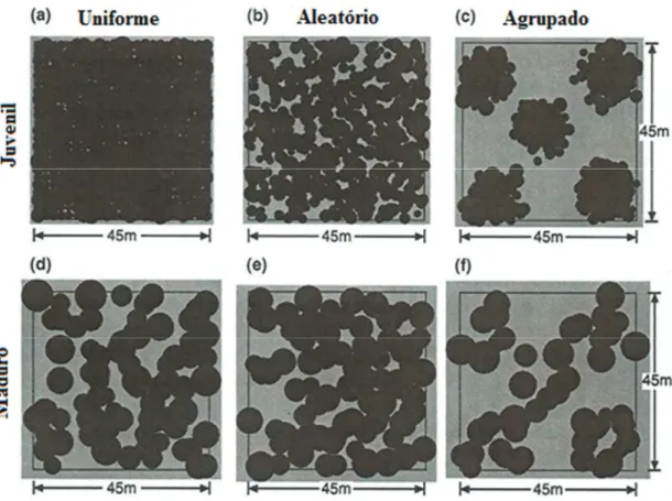 Figura 6 – Padrões de distribuição das árvores. Adaptado de Pretzsch (2010).