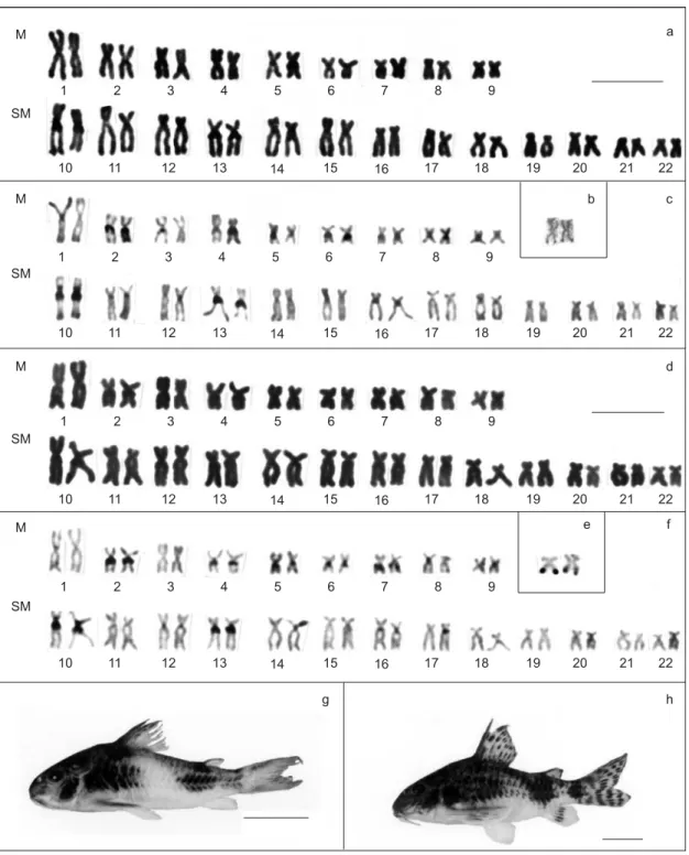 Fig. 2 — Karyotypes, chromosomes and specimens of Corydoras ehrhardti (a, c, b, g) and Corydoras paleatus (d, f, e, h), respectively