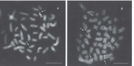 Fig. 3 — (A) Corydoras ehrhardti and (B) Corydoras paleatus mitotic chromosomes subjected to in situ hybridization with  18 S rDNA probe