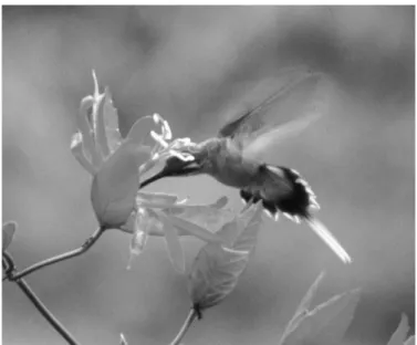 Fig.  1  — Phaethornis  superciliosus  visiting  a  bright  red Passiflora  coccinea Aubl