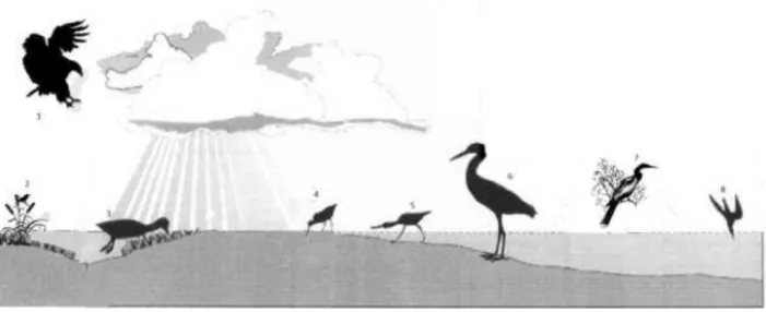 Figura  4  -  Ilustração  dos  grupos  de  aves  com  alta  dependência  de  ambientes  aquáticos  considerados neste estudo: 1- aves de rapina; 2- passeriformes; 3- patos herbívoros; 4- limícolas; 5-  filtradores; 6- garças; 7- pescadores mergulhadores; 8
