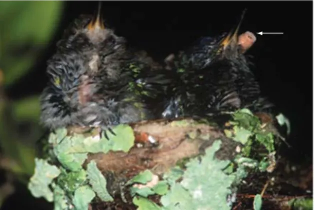 Fig. 1 — Nestlings of Thalurania glaucopis Gmelin, 1788 infested by Philornis sp larvae.