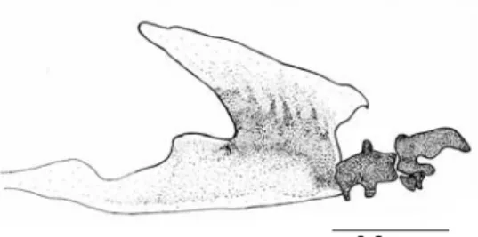 Fig. 8 — Cephalofaringeal skeleton of the puparium of Philornis sp.