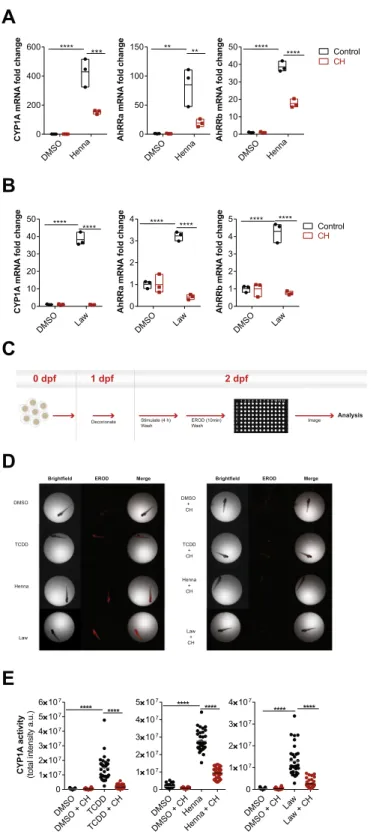 Figure 3.  Henna and Lawsone activate AhR in zebrafish larvae. (A,B) Fold induction of CYP1A, AhRRa and  AhRRb transcripts from zebrafish larvae (2 days post-fertilization, dpf) treated (red squares) or not (black  circles) for 2 h with 5 µM of AhR inhibit
