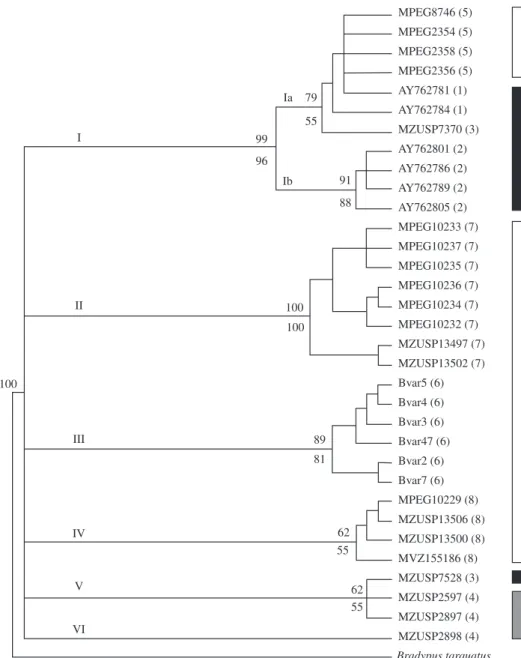 Figure 2. B. variegatus phylogenetic three estimated according to distance method, considering the HKY model of molecular  evolution, gamma shape value of 0.7323, and proportions of invariable sites equal to 0.6609