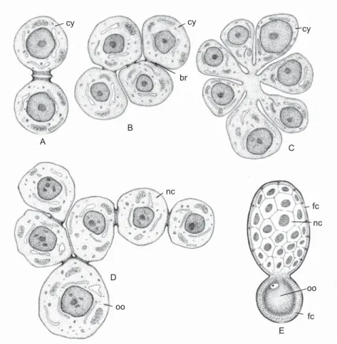 Fig. 3 — Schematic representation of the changes in the bridge rearrangements during cyst and oocyte development: a, b) Be- Be-ginning of cyst formation; c) Establishment of the fusome; d) Oocyte and nurse cell differentiation; and e) Oocyte and nurse  cel