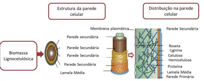 FIGURA  1  –  Ilustração  da  estrutura  da  biomassa  lignocelulósica  e  organização  dos  seus  principais  constituintes:  celulose,  hemicelulose  e  lignina