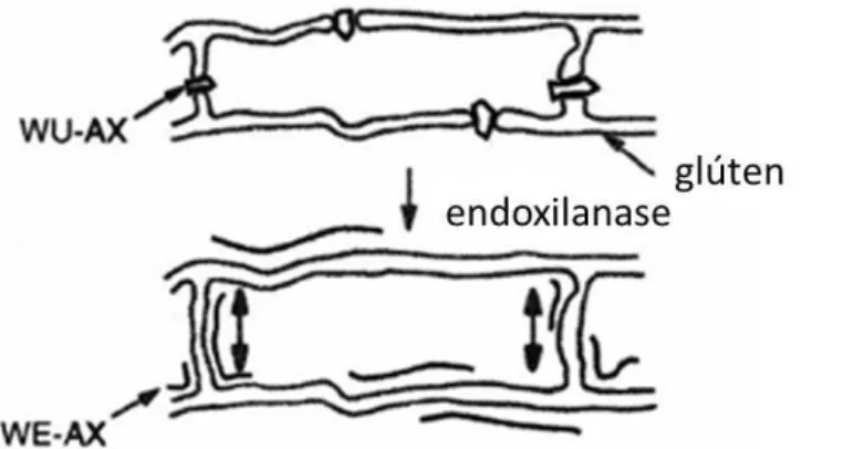 FIGURA  9  –  Conversão  da  WUAX  em  WEAX  pelas  endoxilanases.  Fonte:  HILLE  e  SCHOONEVELD-BERGMANS, (2004)