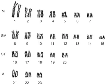 Fig. 1 — Karyotype of a female of the species Astyanax fasciatus stained with Giemsa.
