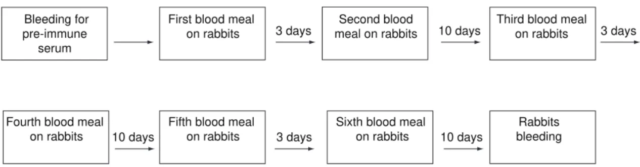 Fig. 1 — Schematic representation of rabbits exposed to successive bites by Lutzomyia longipalpis females.