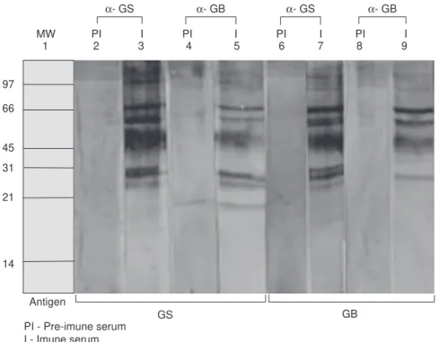Fig. 2 — Western Blot of Lutzomyia longipalpis extracts. 