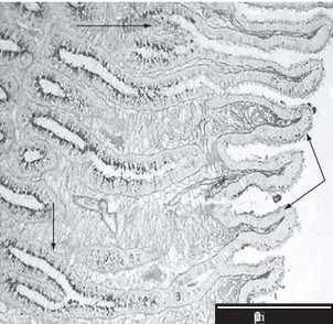 Figure 8. Low magnification of  the “baffle” zone. tg: tu- tu-bular gland; sp: spinnerets; bp: baffle plates