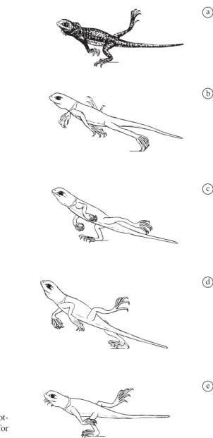 Figure 2.  Right lateral view of bipedal stride at a, e) foot- foot-fall, b) end of the stance phase and c, d) swing phase for  Tropidurus torquatus