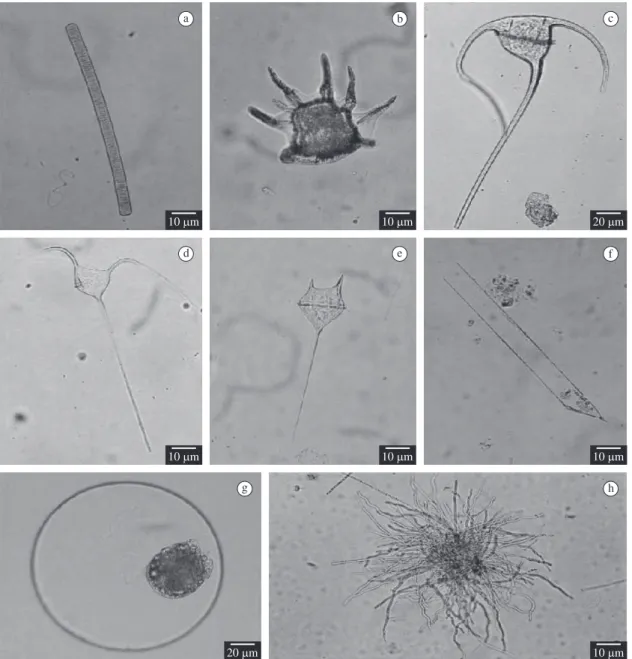 Figure 3. Most representative species of microphytoplankton observed in neritic and oceanic regions of Pernambuco State: 