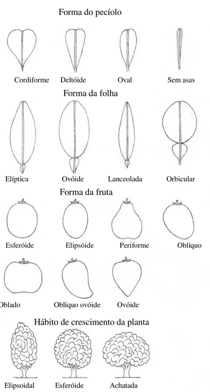 Figura 1. Alguns dos descritores utilizados para caracterização morfológica de culti- culti-vares de citros de mesa.