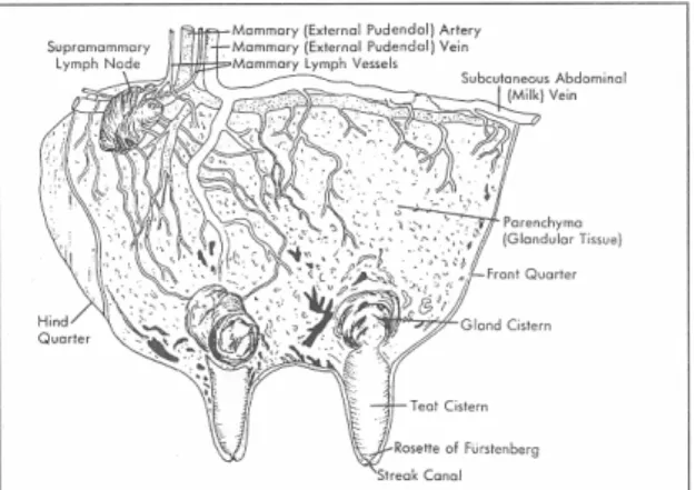 Fig nº 1 – Anatomy of the Udder and Teat (Frandson, 1986). 
