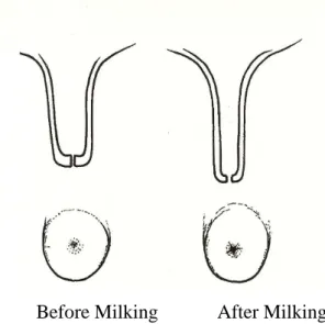 Fig. nº 2 – Differences of the Teat Canal diameter and form before and after milking   (Blowey et al, 2000)