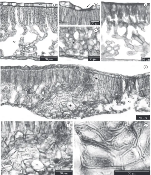 Figure 1. Leaf blade structure of Eucalyptus sp. (light micrographs of cross sections)