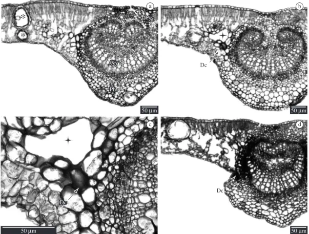 Figure 2. Leaf blade structure of Eucalyptus sp. (light micrographs of cross sections)