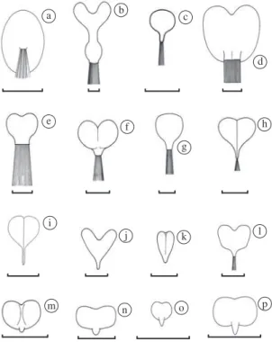 Figure  1.  illustrations  of  the  uropygial  gland  of  some   Neotropical and Antarctic birds, showing its morphological  diversity