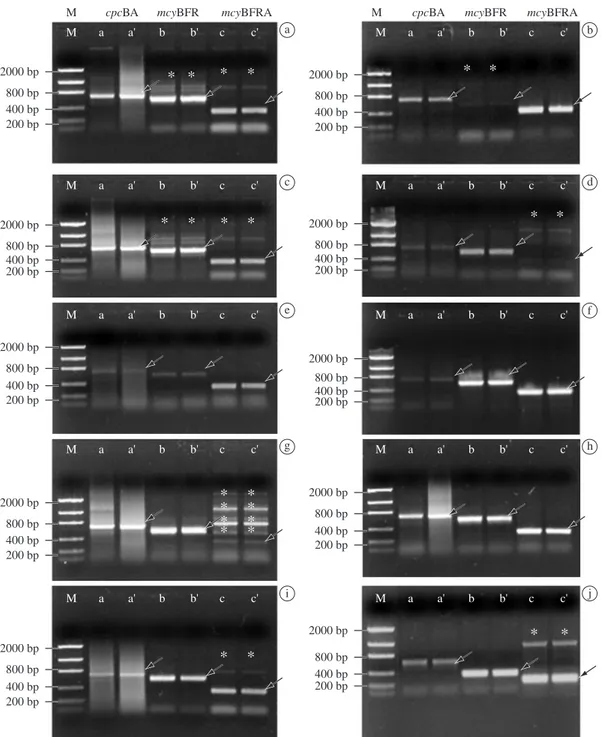 Figure 2. Amplification products (with replicas) revealed in electrophoresis with 0.7% agarose gels; Lanes M are DNA mo- mo-lecular mass standards (Low DNA); Lanes a-a’: cpcBA; Lanes b-b’: mcyB-F/R; Lanes c-c’: mcyB-F/R-A; Expected fragment  (arrow); non-s