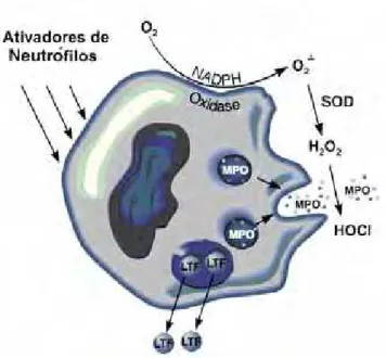 Figura 4: Ação da NADPH oxidase, superóxido dismutase e mieloperoxidase (BRENNAN et  al., 2003)