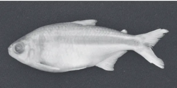 Figure 6. Lateral view of Astyanax bifasciatus new species,  Paratype, LISDEBE 2645, 115.0 mm SL.