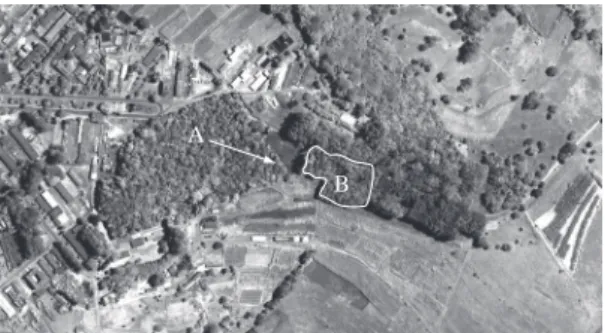 Figure  1.  Image  of  the  Satellite  Ikonos  (resolution  1.5 × 1.5 m) showing the position of the propagules source  in a fragment of tropical semi-deciduous forest (a) and the  experimental  plantation  where  the  individuals  of  Xylopia  brasiliensi