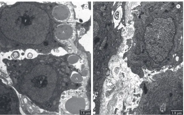Figure 5. a) Electron micrograph of a transversal section of the tail fin of a fish of control group after 5 days of regeneration