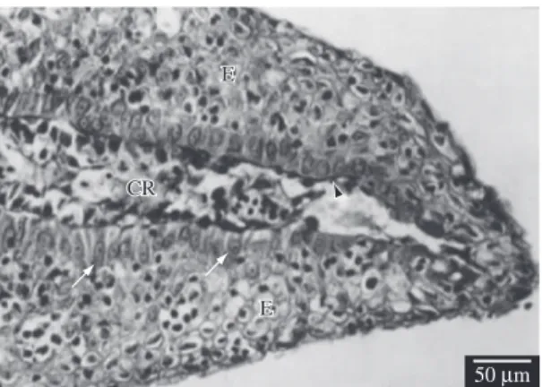 Figure 9. Longitudinal section of the distal region of the cau- cau-dal fin of a fish within 4 days of regeneration, observed under  TEM