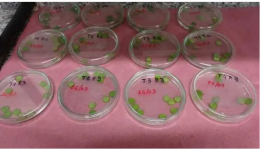 Figura  19.  Preparação  dos  discos  foliares  de  Ocimum  basilicum  L.  submersos  em  água  destilada para análise de CRA 