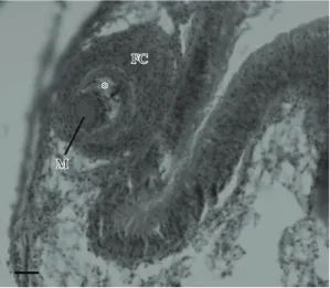 Figure 7. Tylocephalum  sp.  (*)  in  the  mantle  of  Mytella  guyanensis , showing fibrous capsule (FC) with hemocytic  response  and  myzorhynchus  (M)  of  metacestode