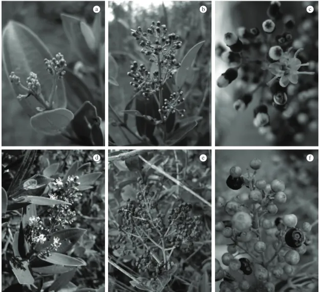 Figure 1. Miconia ligustroides  phenophases.  (a,  b)  flower  buds,  (c)  flower,  (d)  inflorescence,  (e)  immature  fruits,  (f)  immature and ripe fruits.