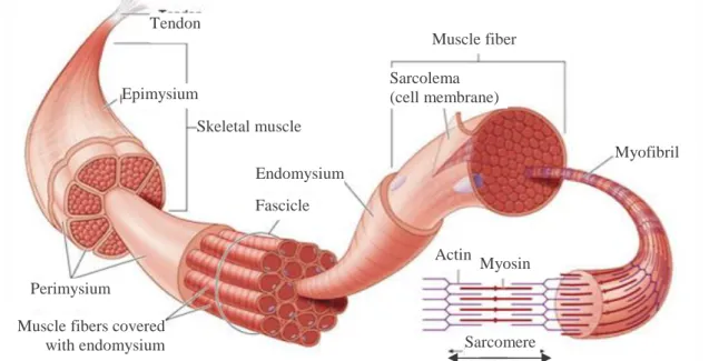 Figura  1  -  Constituição  detalhada  da  estrutura  muscular.  Cada  fibra  é  uma  célula  multinucleada,  constituída  por  miofibrilas,  com  formato  cilíndrico,  cuja  constituição  consiste  maioritariamente  em  proteínas  contráteis,  como  a  mi